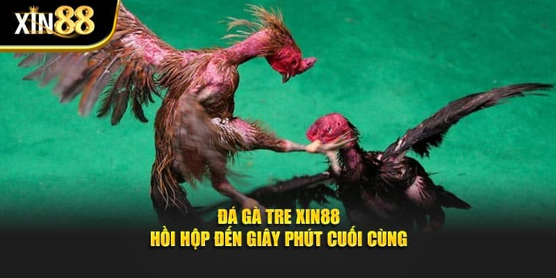 Đá Gà Xin88 - Bí Quyết Cược Thông Minh, Thắng Đậm Mỗi Ngày - Ảnh 1