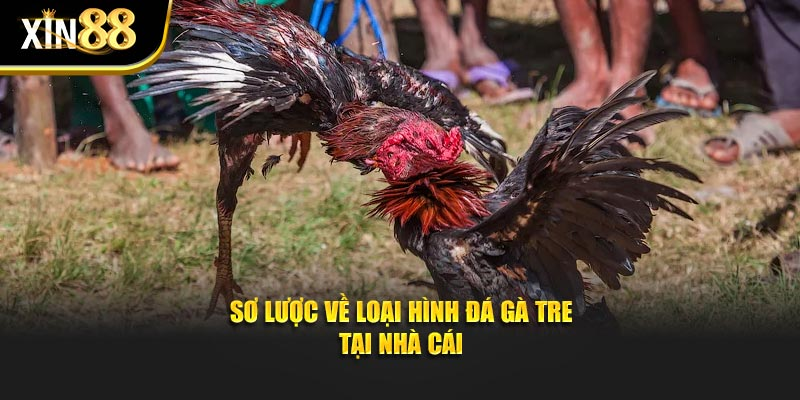Đá Gà Xin88 - Bí Quyết Cược Thông Minh, Thắng Đậm Mỗi Ngày - Ảnh 2