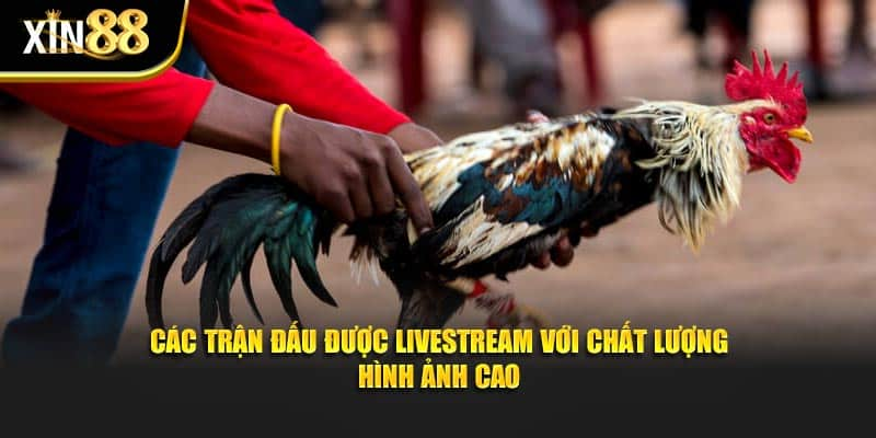 Đá Gà Xin88 - Bí Quyết Cược Thông Minh, Thắng Đậm Mỗi Ngày - Ảnh 3