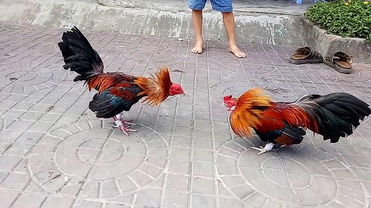 Mẹo chọn gà đá - Ảnh 2