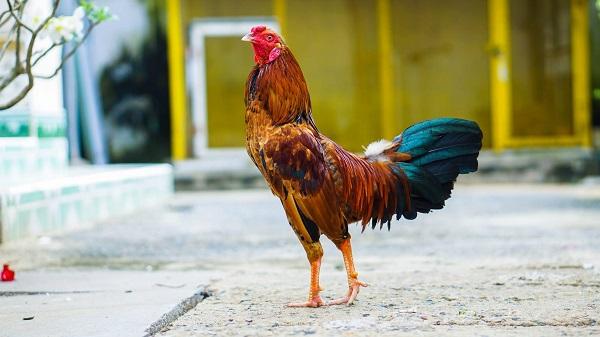 Mẹo chọn gà đá - Ảnh 3