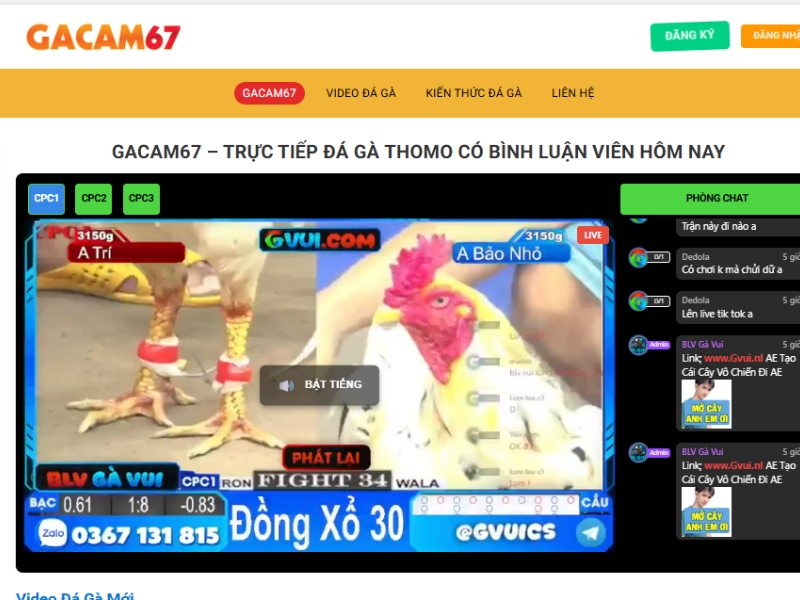 Gacam67 – Nền tảng đá gà trực tiếp Thomo hấp dẫn cho kê thủ - Ảnh 1