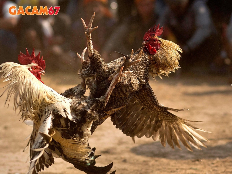 Gacam67 – Nền tảng đá gà trực tiếp Thomo hấp dẫn cho kê thủ - Ảnh 3