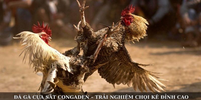 Đá Gà Cựa Sắt Congaden – Trải Nghiệm Chọi Kê Đỉnh Cao