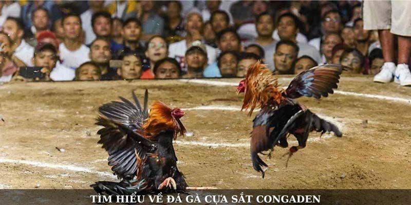 Đá Gà Cựa Sắt Congaden – Trải Nghiệm Chọi Kê Đỉnh Cao - Ảnh 2