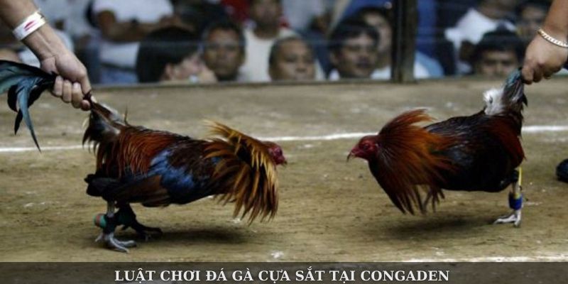 Đá Gà Cựa Sắt Congaden – Trải Nghiệm Chọi Kê Đỉnh Cao - Ảnh 3