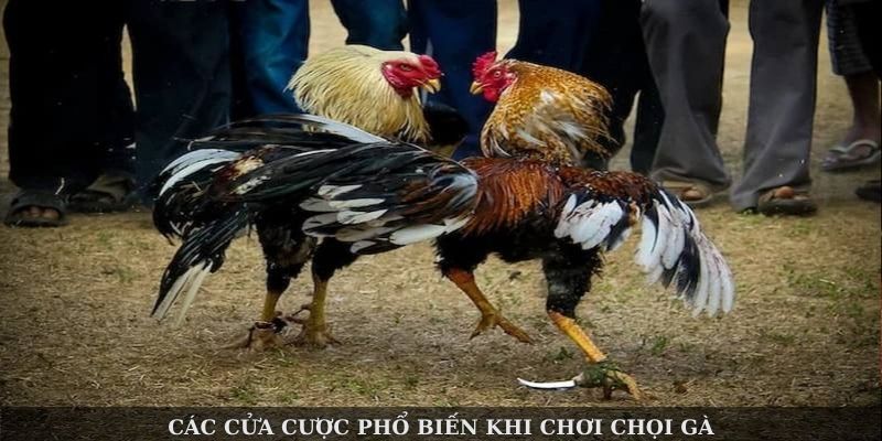 Đá Gà Cựa Sắt Congaden – Trải Nghiệm Chọi Kê Đỉnh Cao - Ảnh 4