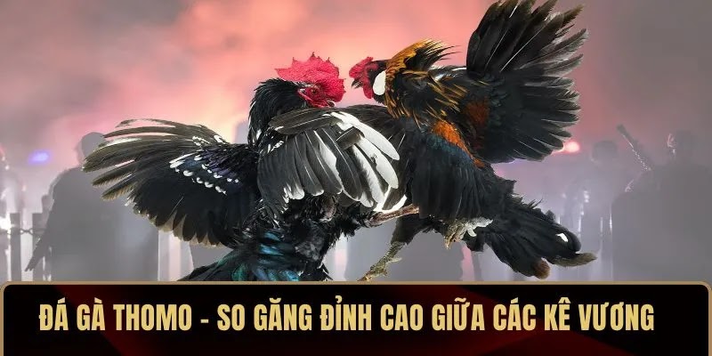Đá Gà Thomo – So Găng Đỉnh Cao Giữa Các Kê Vương
