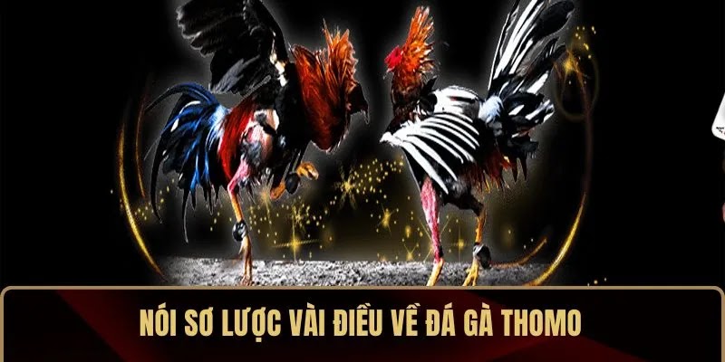 Đá Gà Thomo – So Găng Đỉnh Cao Giữa Các Kê Vương - Ảnh 2