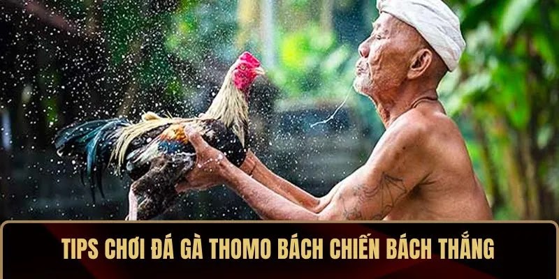 Đá Gà Thomo – So Găng Đỉnh Cao Giữa Các Kê Vương - Ảnh 4