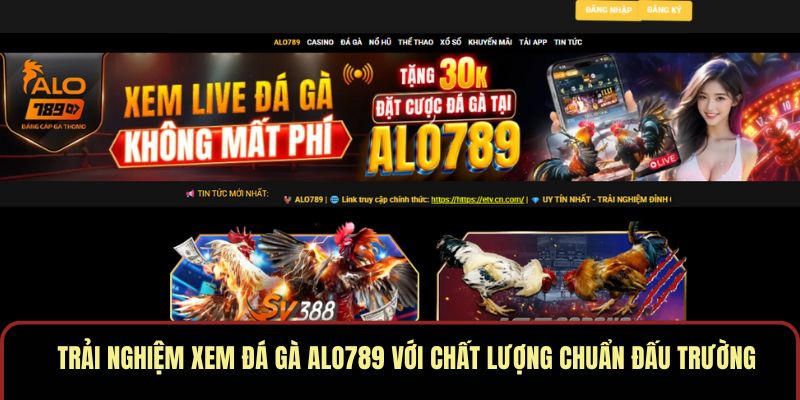 Trải Nghiệm Xem Đá Gà ALO789 Với Chất Lượng Chuẩn Đấu Trường