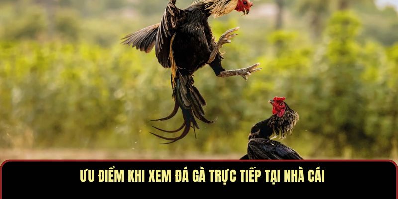 Trải Nghiệm Xem Đá Gà ALO789 Với Chất Lượng Chuẩn Đấu Trường - Ảnh 3