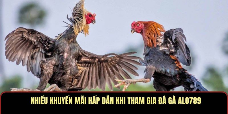 Trải Nghiệm Xem Đá Gà ALO789 Với Chất Lượng Chuẩn Đấu Trường - Ảnh 4