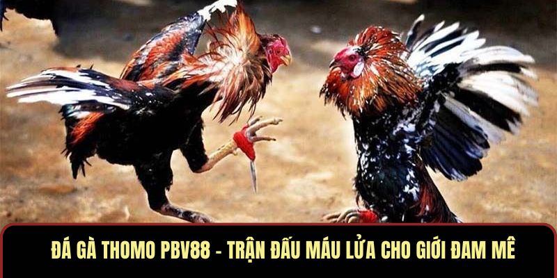 Đá Gà Thomo PBV88 – Trận Đấu Máu Lửa Cho Giới Đam Mê