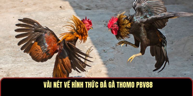 Đá Gà Thomo PBV88 – Trận Đấu Máu Lửa Cho Giới Đam Mê - Ảnh 2