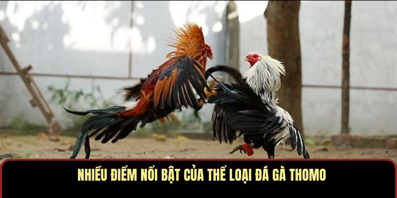 Đá Gà Thomo PBV88 – Trận Đấu Máu Lửa Cho Giới Đam Mê - Ảnh 3