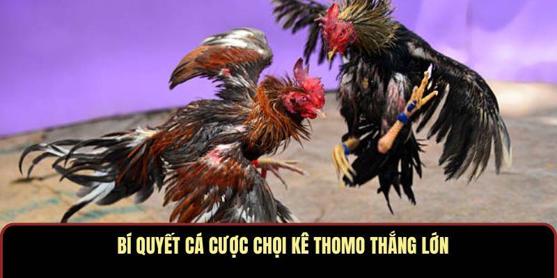 Đá Gà Thomo PBV88 – Trận Đấu Máu Lửa Cho Giới Đam Mê - Ảnh 4