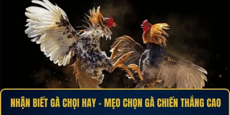 Nhận Biết Gà Chọi Hay – Mẹo Chọn Gà Chiến Thắng Cao - Ảnh 1