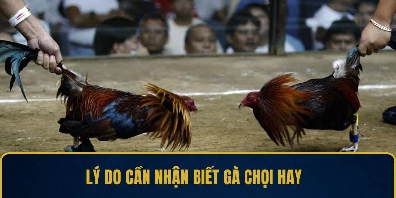 Nhận Biết Gà Chọi Hay – Mẹo Chọn Gà Chiến Thắng Cao - Ảnh 2