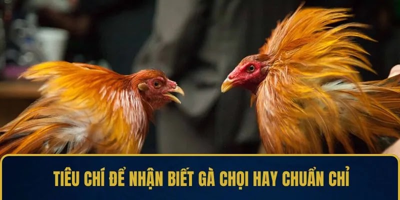 Nhận Biết Gà Chọi Hay – Mẹo Chọn Gà Chiến Thắng Cao - Ảnh 3