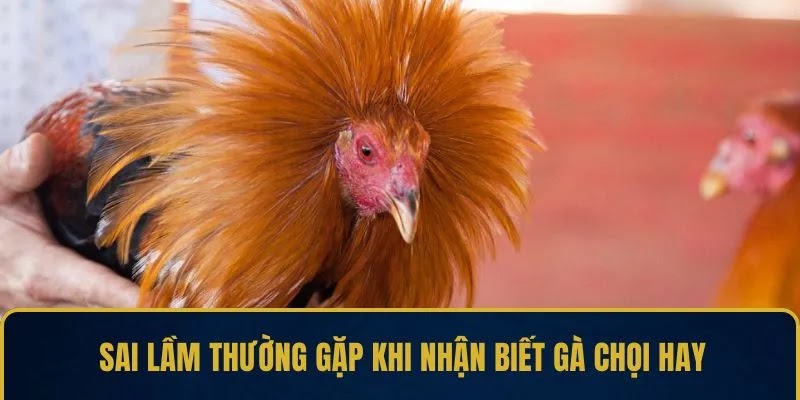 Nhận Biết Gà Chọi Hay – Mẹo Chọn Gà Chiến Thắng Cao - Ảnh 4