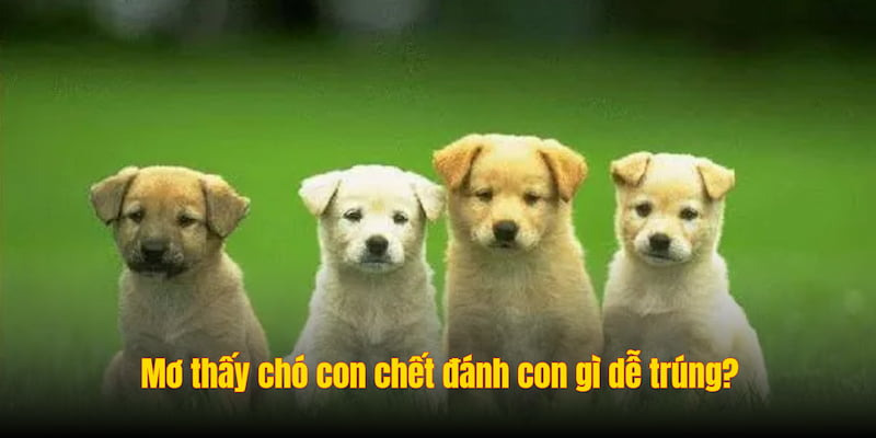 Mơ Thấy Ch&oacute; Con Chết L&agrave; Điềm G&igrave; - Giải M&atilde; &Yacute; Nghĩa C&ugrave;ng ALO789 - Ảnh 3