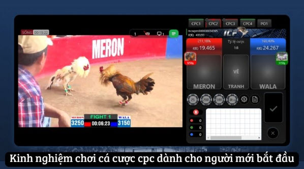 Đá Gà CPC - Nâng Tầm Trải Nghiệm Ngay Tại Web Đá Gà Mcw - Ảnh 4