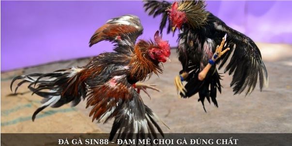 Đá Gà Sin88 – Sân Chơi Đẳng Cấp Dành Cho Cược Thủ Đam Mê - Ảnh 1
