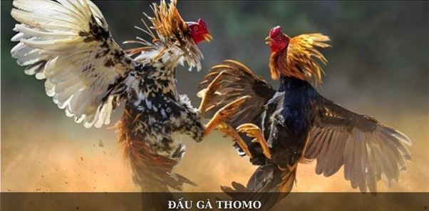 Đá Gà Sin88 – Sân Chơi Đẳng Cấp Dành Cho Cược Thủ Đam Mê - Ảnh 2