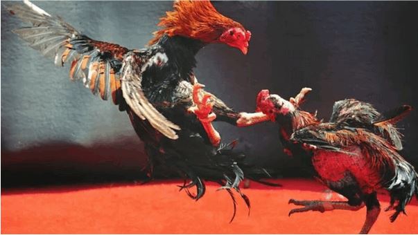Đá gà ABC88 - Sảnh giải trí cược thủ mong chờ nhất - Ảnh 1