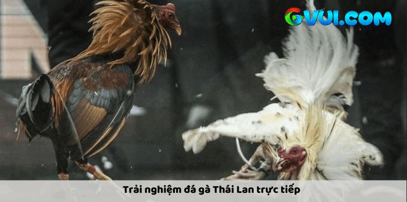 Đá Gà Thái Lan Trực Tiếp GVUI.COM – Sức Hút Khó Cưỡng Cho Cược Thủ - Ảnh 1