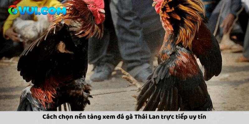 Đá Gà Thái Lan Trực Tiếp GVUI.COM – Sức Hút Khó Cưỡng Cho Cược Thủ - Ảnh 4